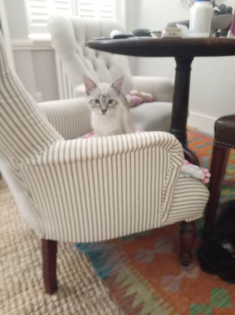 Rare mixed Siamese kitten for loving home