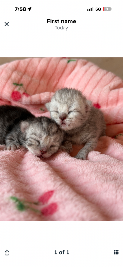 PEDIGREE Silver snow British shorthair kittens 