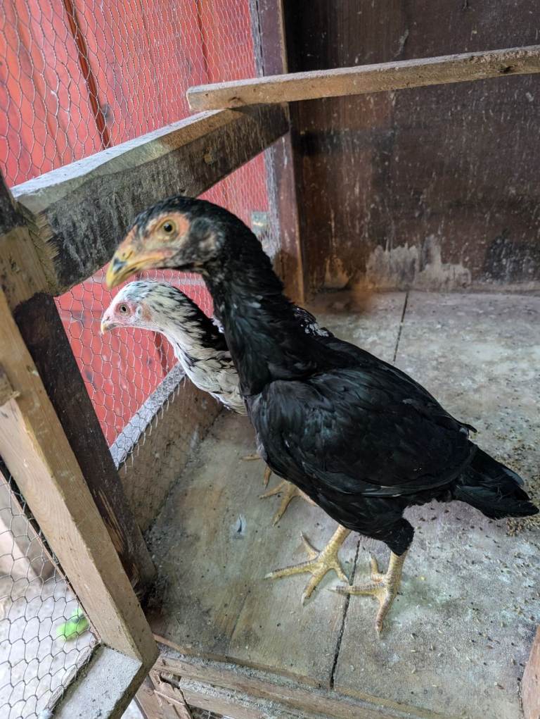 Aseel chicken for sale
