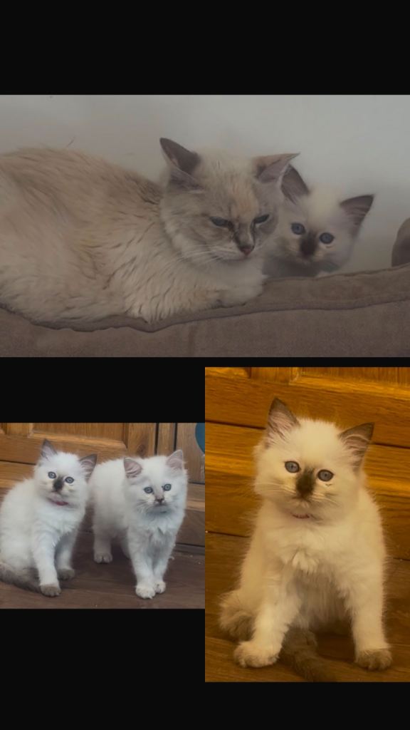 🌟PEDIGREE RAGDOLL KITTENS🌟