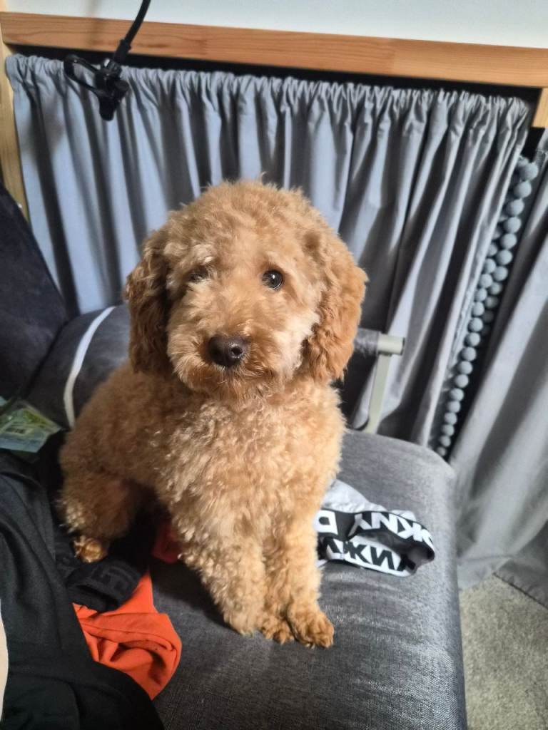 Toy poodle 9 months 