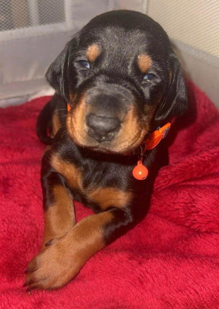 Top quality Doberman puppies, 2 females left