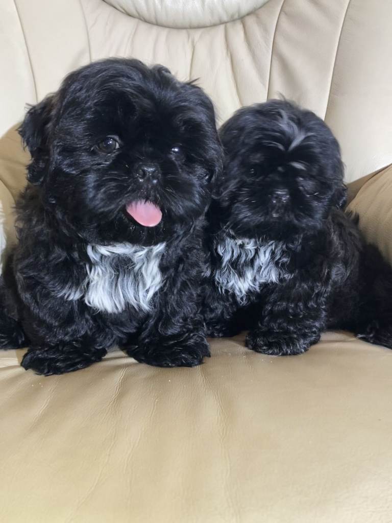 Outstanding Shih Tzu Puppies