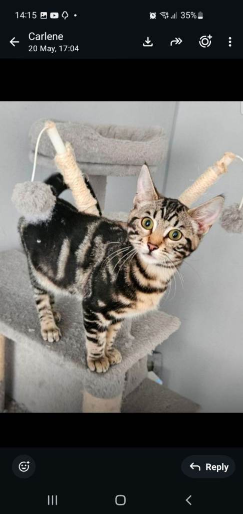 RARE MIXED BENGAL MARBLED GIRL! HALF PRICE! ONLY £200!