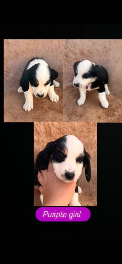 Cocker spaneil x tabiten terrier 