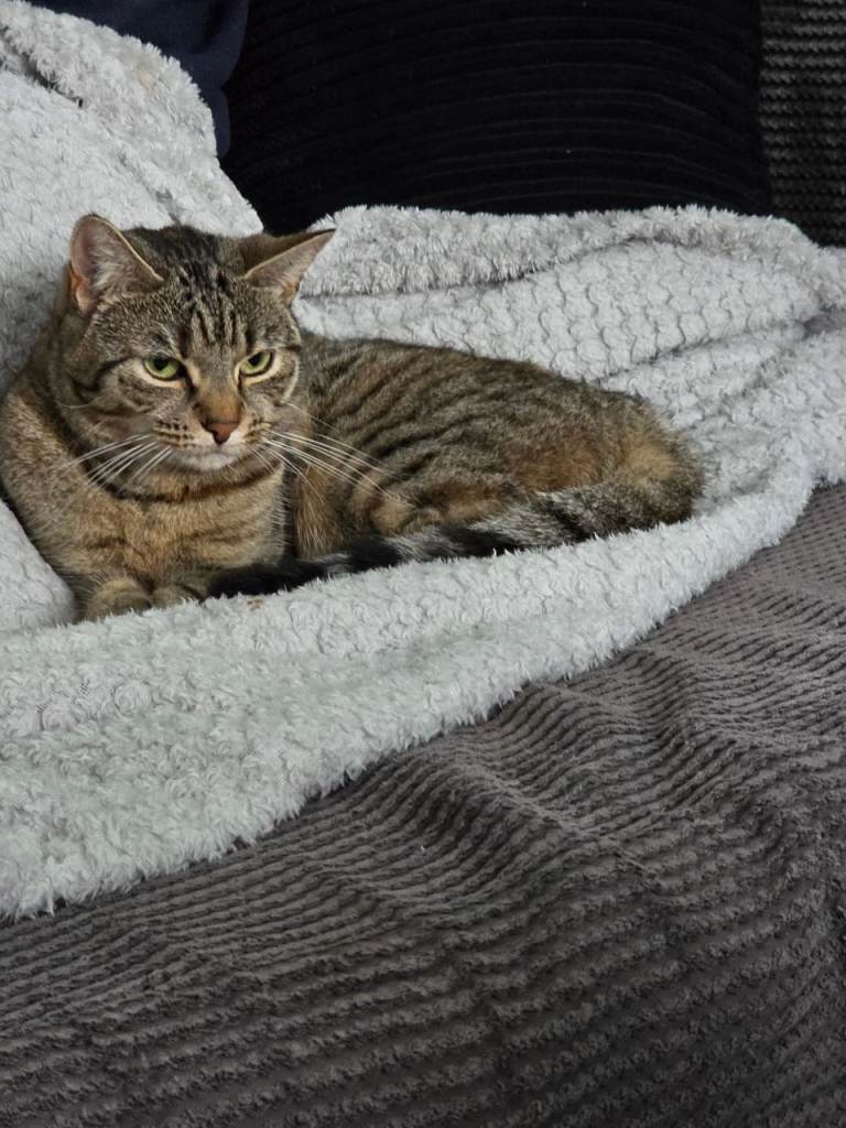 These beauties are looking for their forever homes 