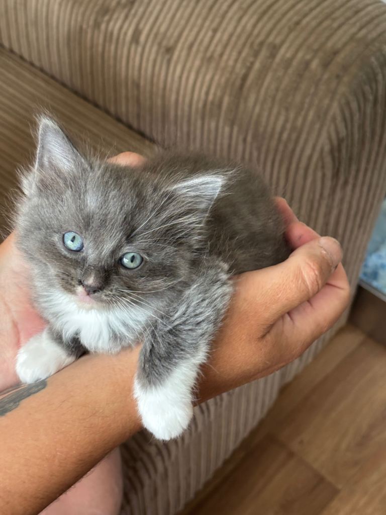 Ragdoll kittens born 10/07/26