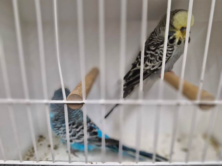 Exposition Budgies 