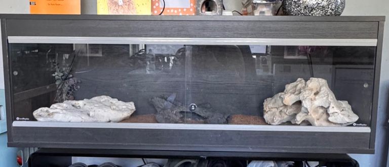 Leopard Gecko & Vivarium For Sale