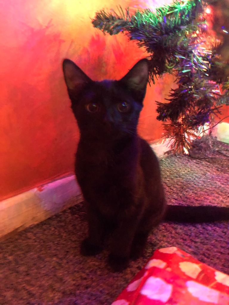 Kittens 12 weeks old 