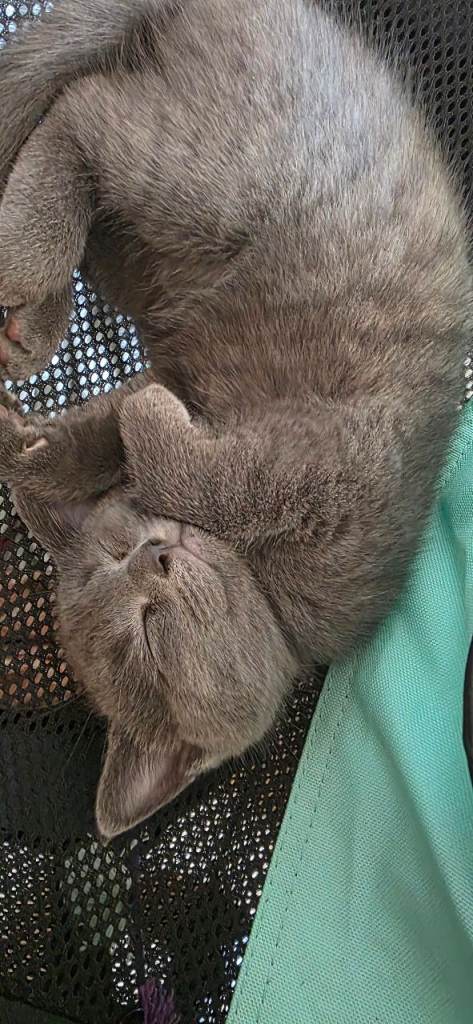 Baby cats british short hair/some blue 
