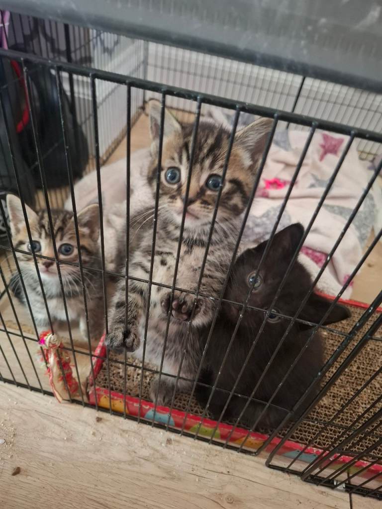 Kittens ready for their forever homes