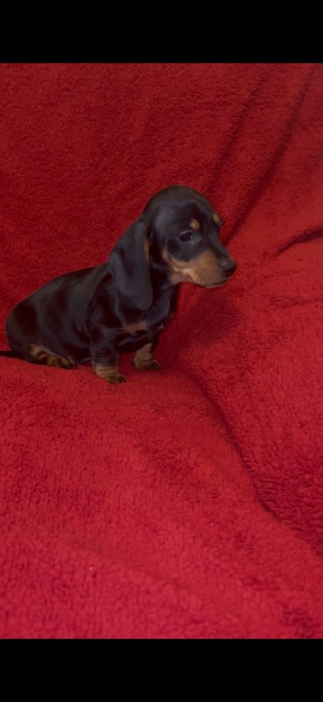 Miniature dachshund-male 