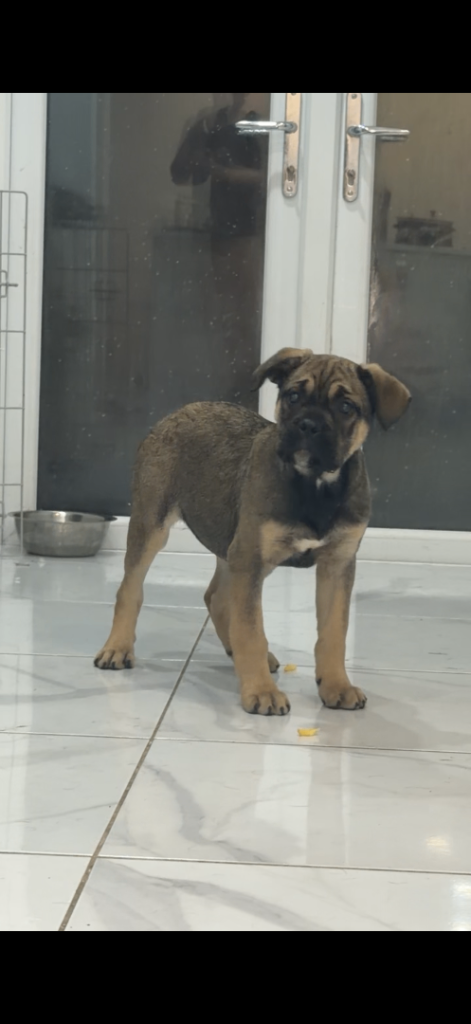female cain corsa puppy