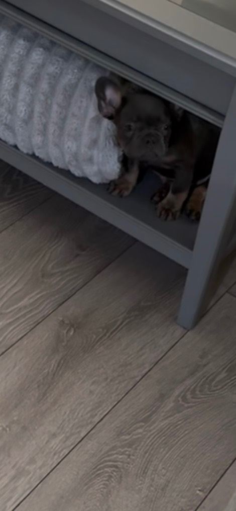 11 week male French bulldog 