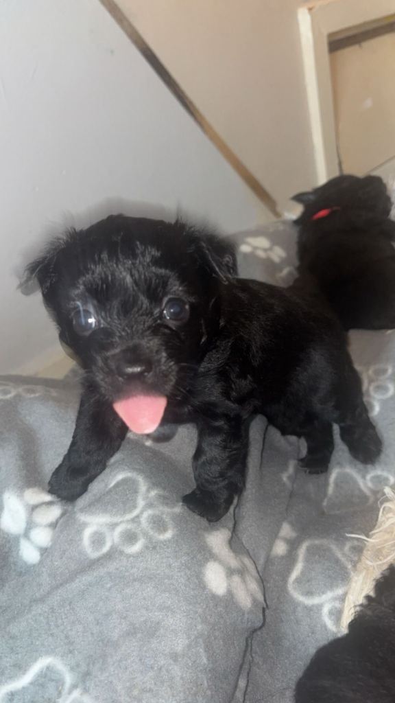 🐾 Beautiful Maltese x Pomeranian Puppies Looking for Their Forever Homes 🐾