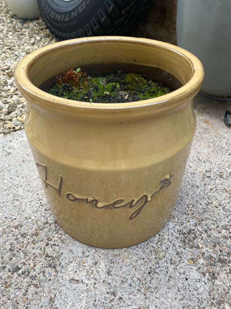 Honey plant pot 