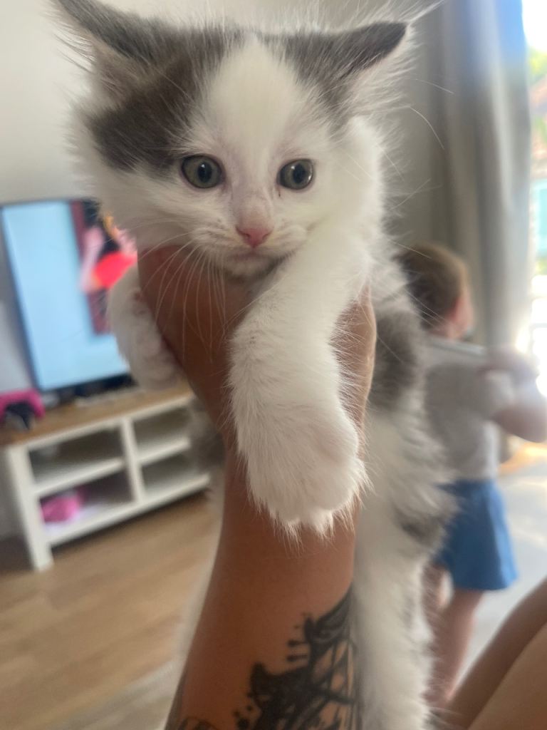 Ready now ragdoll mix 