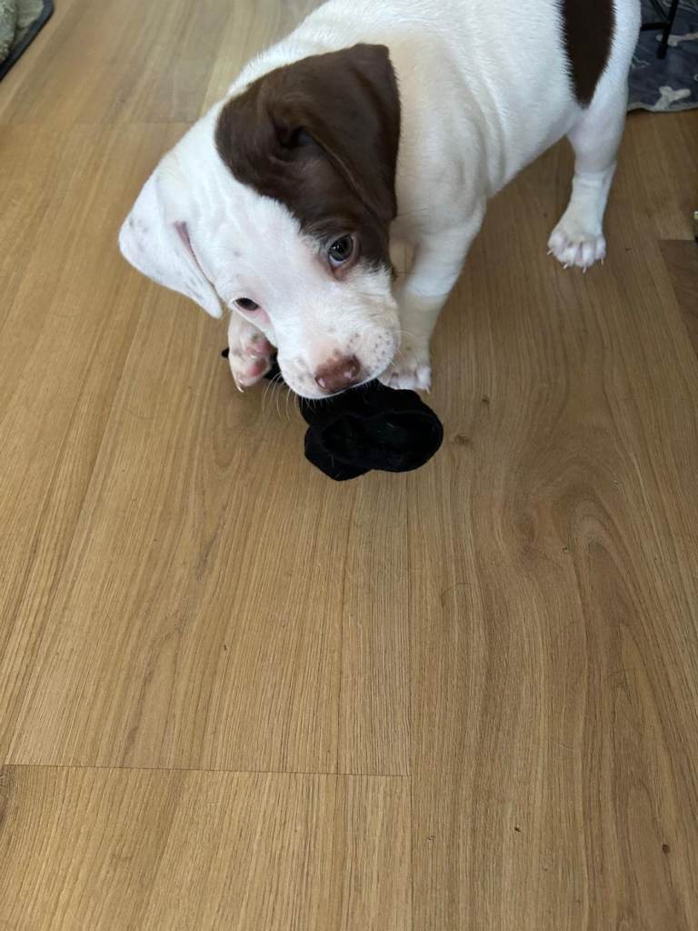 Springer Staff puppies