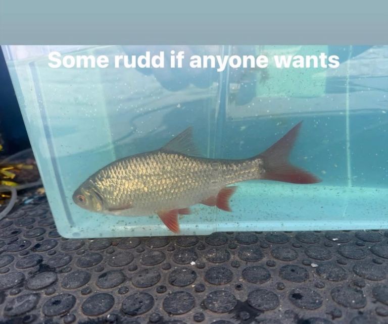 Rudd 6-12 inch pond fish 