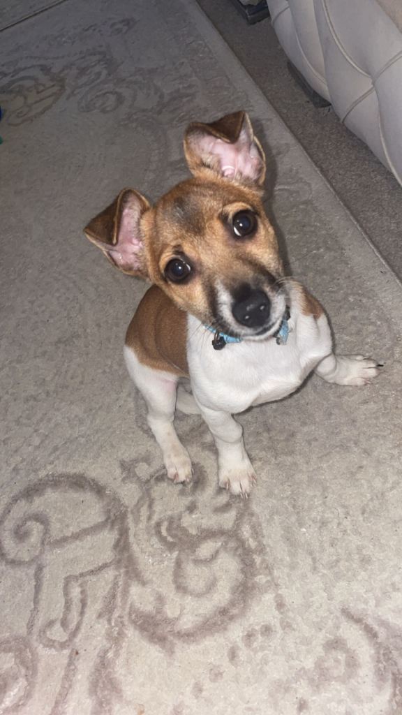 Jack Russell puppy for sale 