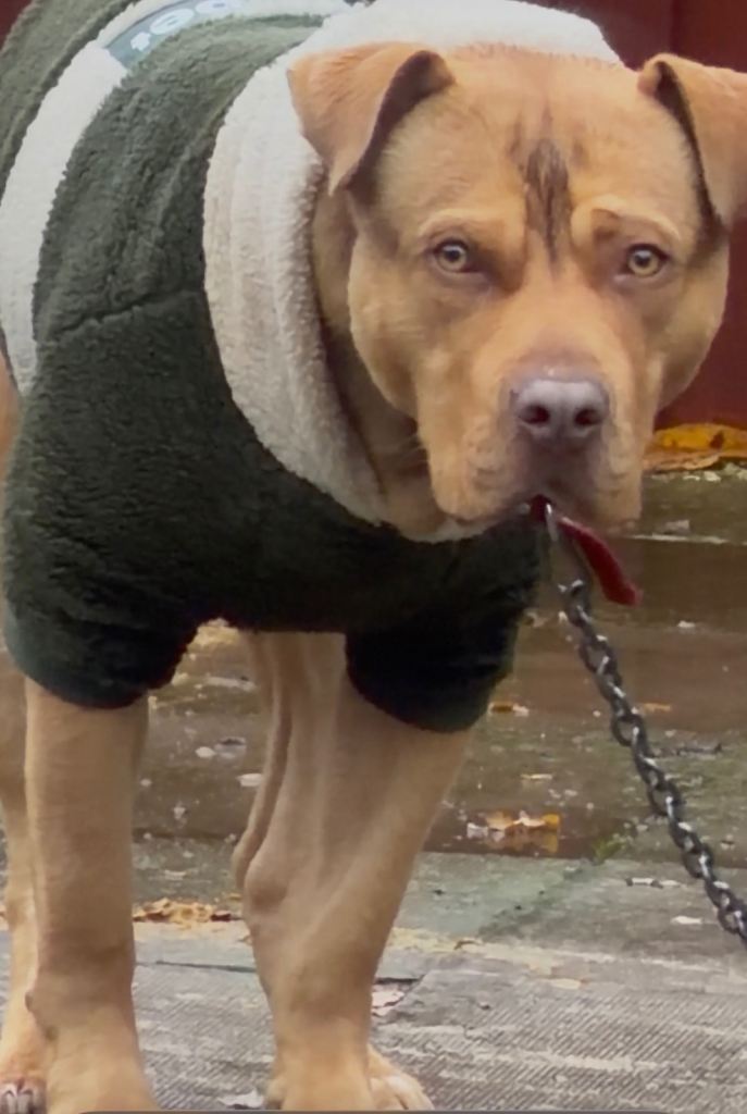 STAFFORDSHIRE BULL TERRIER 