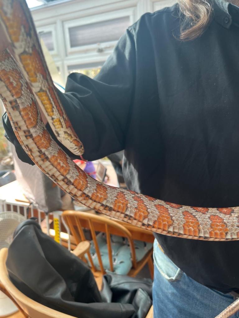 California Corn Snake with vivarium and accessories 