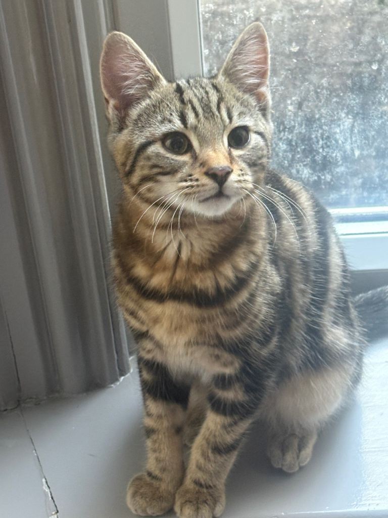 2 kittens looking for a forever home (BROTHER AND SISTER)