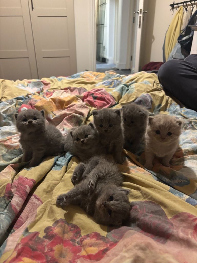 British shorthair 