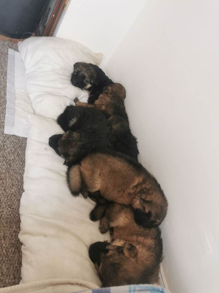 6 German Shepherd pups 