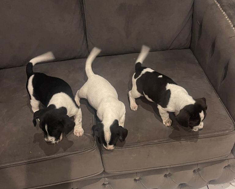 Jack Russell