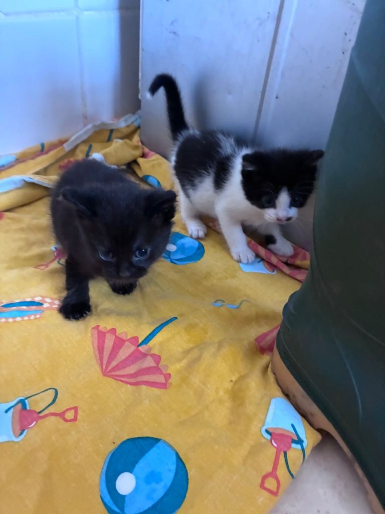 Kittens 