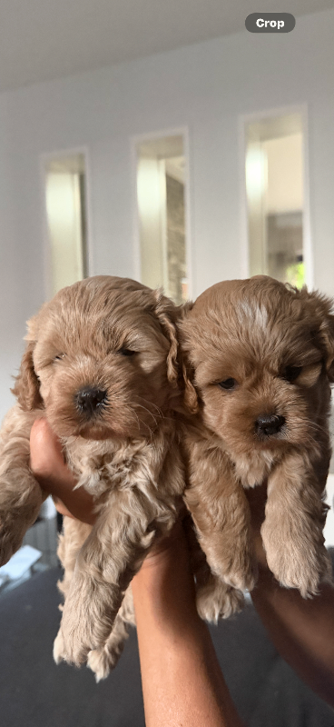 Cavapoo puppies 