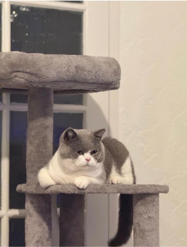 British shorthair male