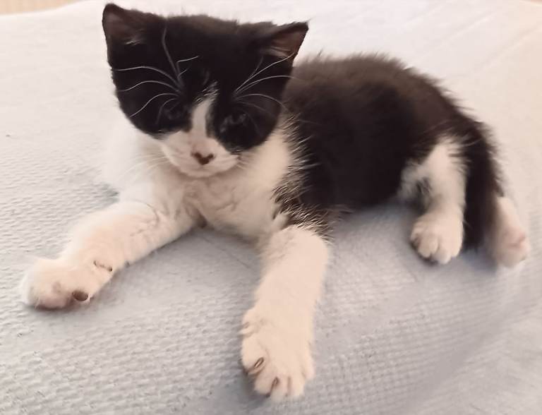 😺 Fluffy gorgeous & healthy cute kittens 🐱 