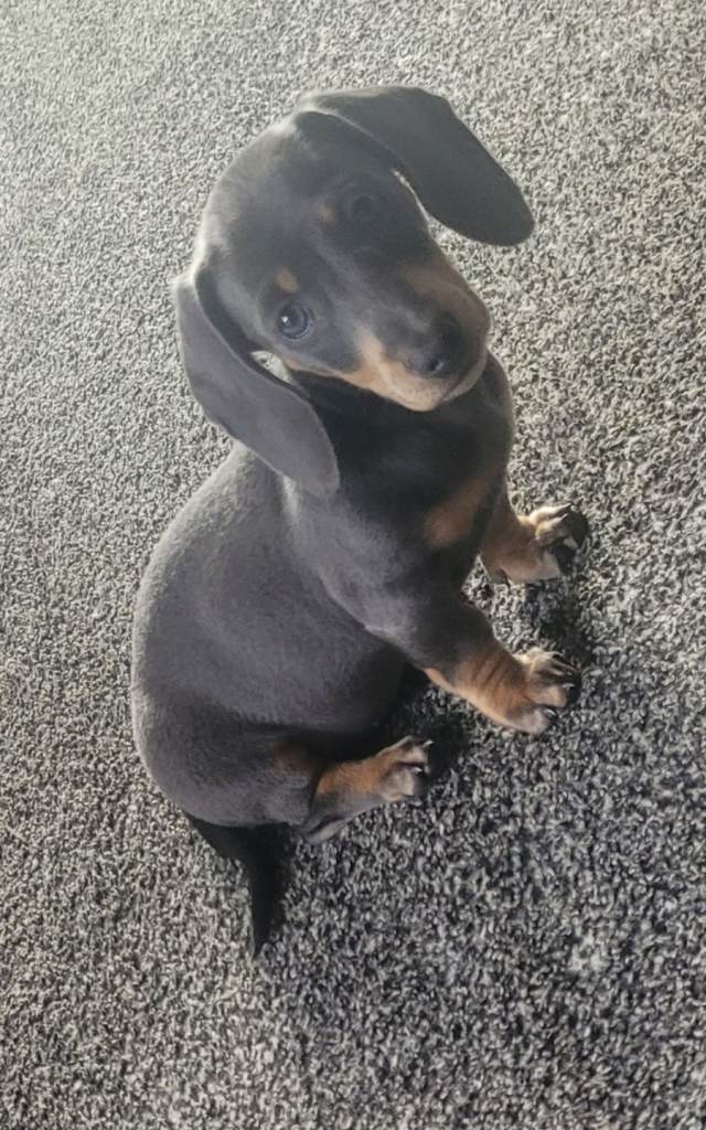 Blue-Tan Miniature Dachshund