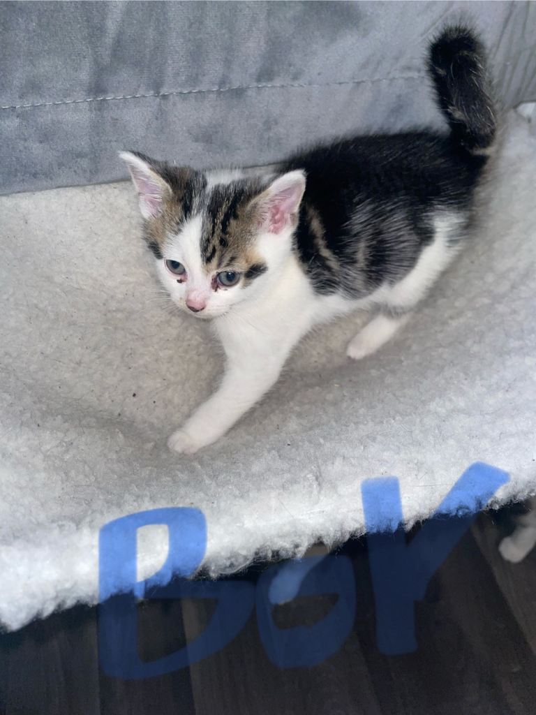 image for NEW BORN AMERICAN SHORT HAIR KITTENS READY FOR NEW HOMES 