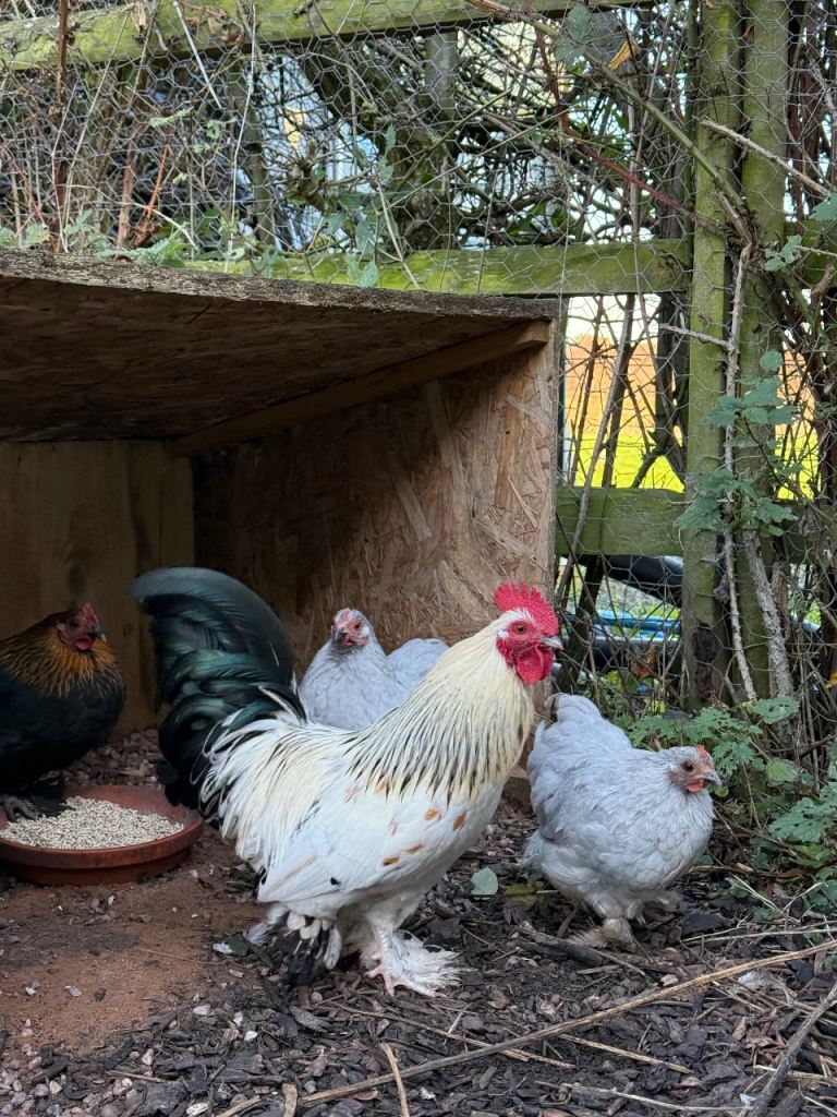 Cockerel FOR SALE 