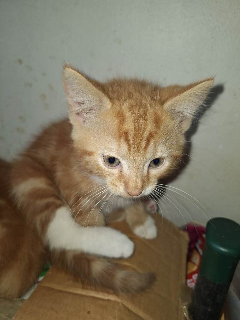 3 gorgeous kittens ready for there new home