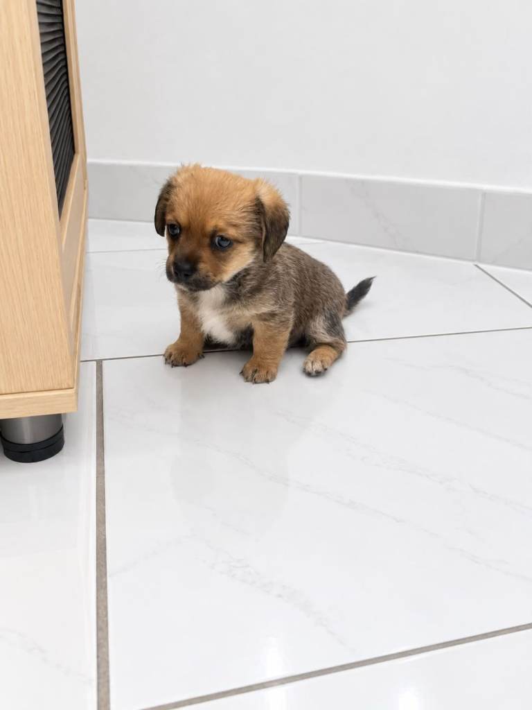 Beautiful dameranian puppy