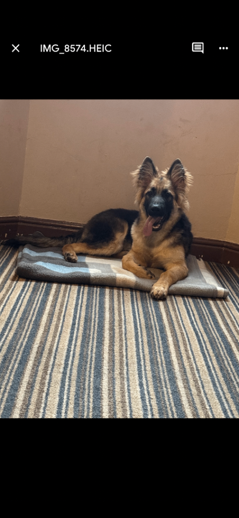 Gorgeous male German shepherd 