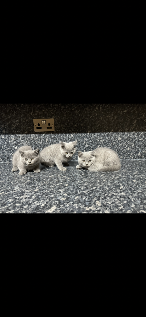 pedigree British shorthairs 2 boys and 2 girls Available 