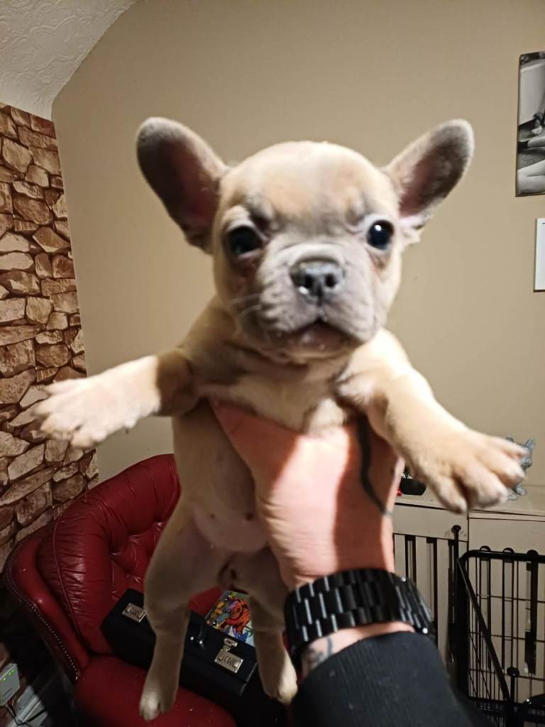 Frenchie baby