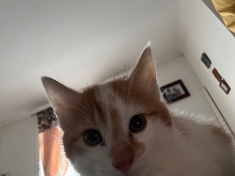 Black and ginger female kitties for sale