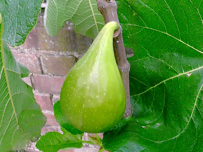 Desert king fig tree producing some of the best looking and tasting figs in 10 litre pot 