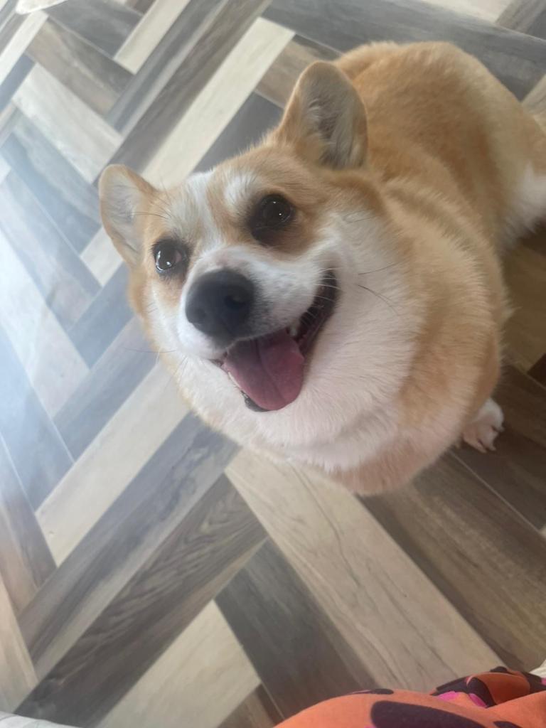 Corgi 