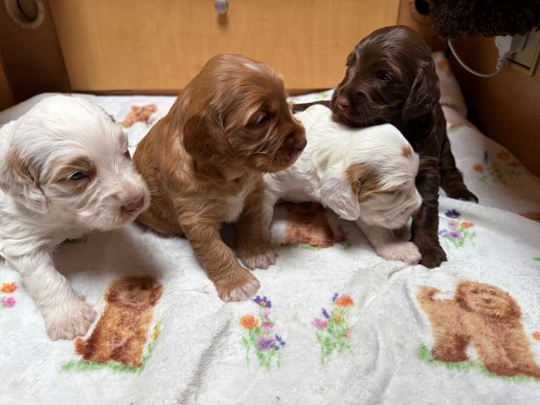 Cockerpoo puppy’s  for sale 