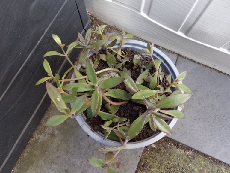 Small Bryophyllum Mother of Thousands Succulent House Plant in a Plastic Pot