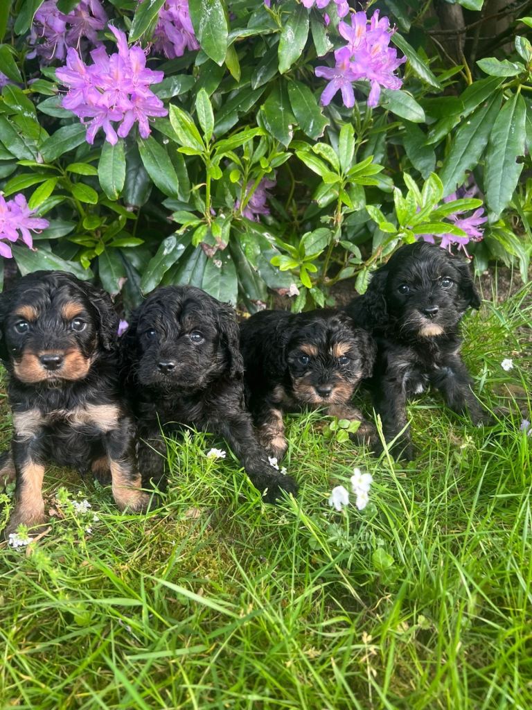 Beautiful cavapoo puppies