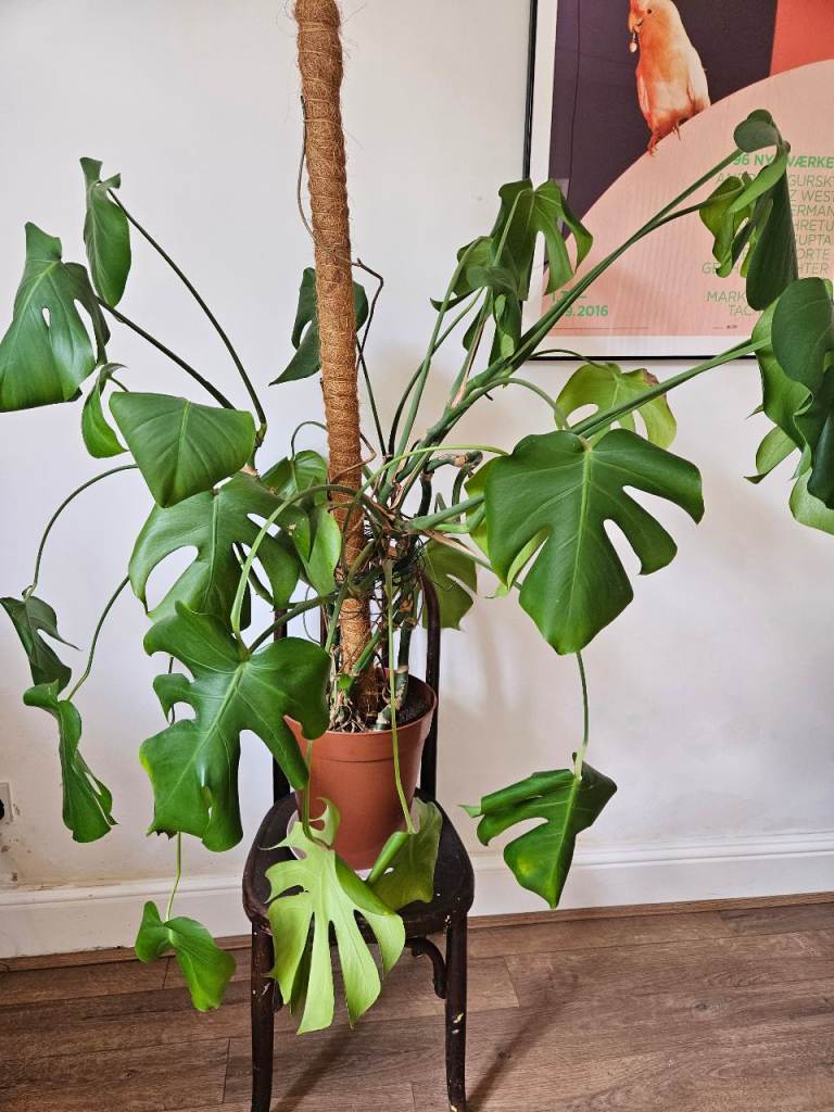 Massive Swiss Cheese Plant Monstera Deliciosa Needs To Go To Good Home